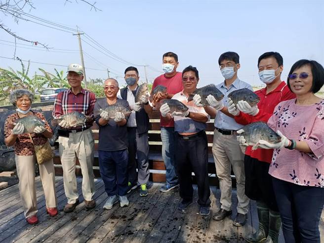 台南市7戶台灣鯛養殖戶，在台南市政府、南瀛養殖生產協會協助下取得ASC認證。（張毓翎攝）