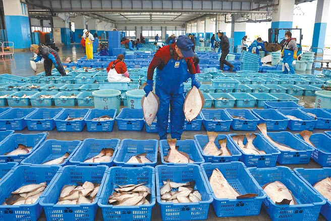 台灣漁民擔憂日方排放核廢水入海，會衝擊消費者信心，擔心吃到輻射魚而影響魚價，政府一定要向日方表達反對意見與立場。圖為日本福島一名工人在魚市場工作。（美聯社）