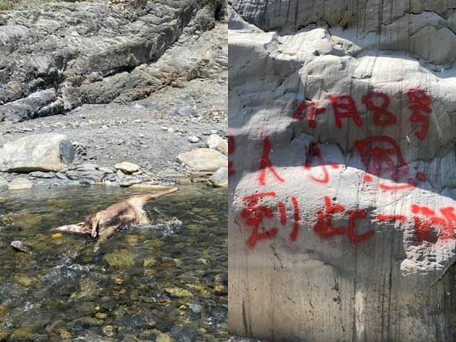 有人發現該處溪流上竟出現8隻死亡的水鹿，且每隻水鹿皆沒有頭部，疑似遭獵人獵殺後取頭，屍體就被丟在溪流上；而鄰近的大石上還有噴溪寫上「到此一遊」引發眾怒。（圖／翻攝自臉書台灣溫泉探勘網）