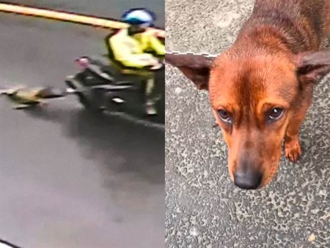 騎士高速騎車拖行土黃色米克斯犬，該犬被拖到後腳破皮擦傷，地面上留下一大灘血跡。（圖／翻攝自臉書「有點毛毛的」）