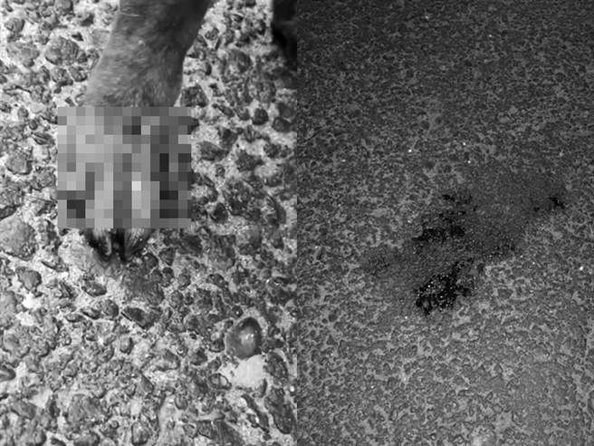 騎士高速騎車拖行土黃色米克斯犬，該犬被拖到後腳破皮擦傷，地面上留下一大灘血跡。（圖／翻攝自臉書「有點毛毛的」）