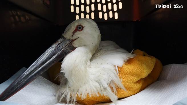 台北市立动物园去年底收容一只体型瘦弱的东方白鹳，经兽医检查后发现，胃里有许多橡胶垫片，替牠施打维生素B后，仍不幸死亡，令团队相当不舍。（图／动物园提供）