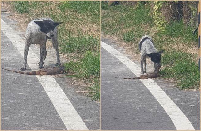 有網友在臉書社團《爆廢1公社》分享照片，只見綠鬣蜥淪為狗兒的嘴邊肉。（照片來源：臉書社團《爆廢1公社》）