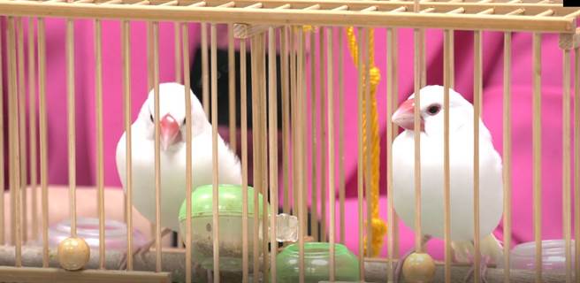 鸟卦占卜准不准，文鸟成为灵鸟训练过程辛苦。(摄影/吴振煌)