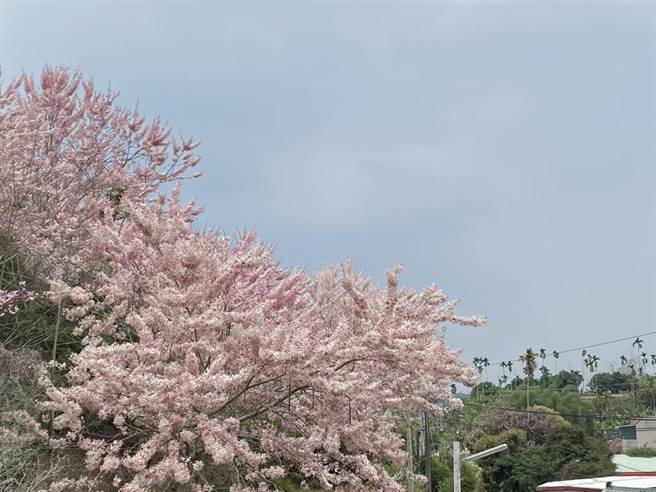 叶志纮在自家土地上种花旗木，一片粉红花海美不胜收。（张亦惠摄）
