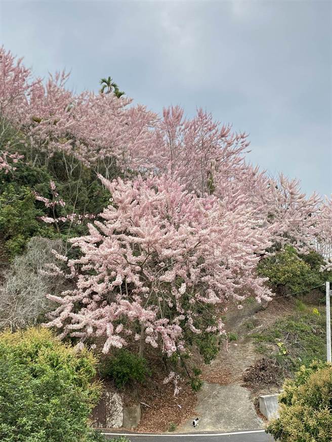 叶志纮在自家土地上种花旗木，一片粉红花海美不胜收。（张亦惠摄）
