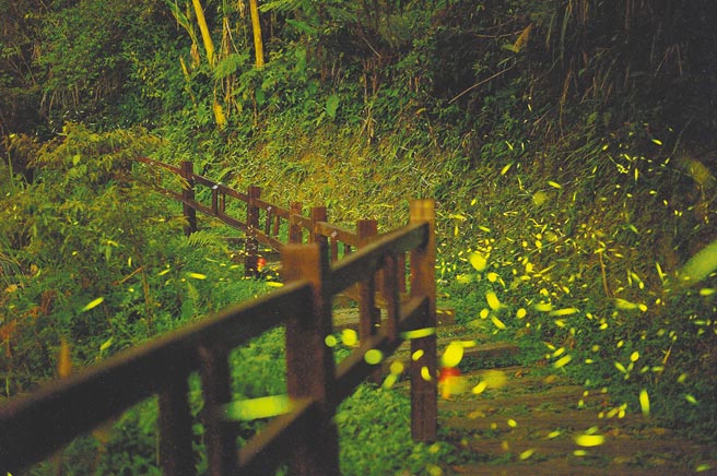阿里山國家風景區管理處近日也觀察到螢火蟲發生比往年慢1、2周，但族群數是否變少？有待觀察。（阿里山國家風景區管理處提供／呂妍庭嘉義傳真）