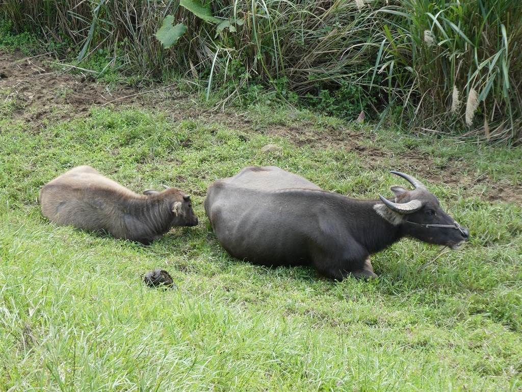 [情報] 基隆成立牛結節疹災害應變中心 16日施打