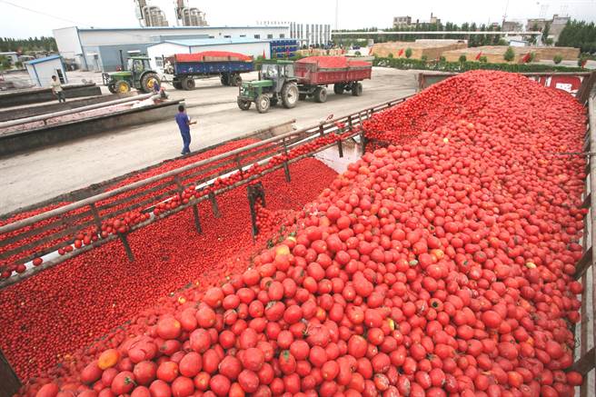 新疆蕃茄收成后由大型卡车运送至工厂准备加工后出口。图为新疆巴音郭楞蒙古自治洲焉耆回族自治县的蕃茄工厂，这里的蕃茄制品主要出口到哈萨克斯坦。（图／新华社）