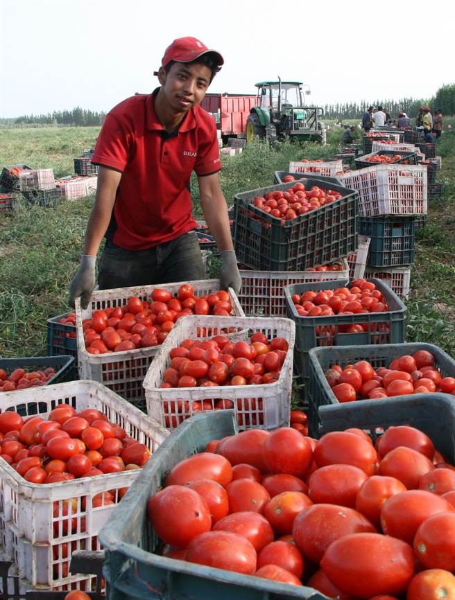 图为新疆生产建设兵团第二师二十一团职工搬运採摘的优质番茄。西方国家认为新疆存在严重的强迫劳动问题，因此对新疆的各种产品设限。（图／新华社）