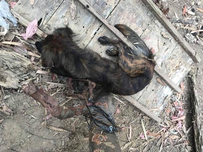 长毛虎斑受困兽铗。（台湾之心爱护动物协会提供）