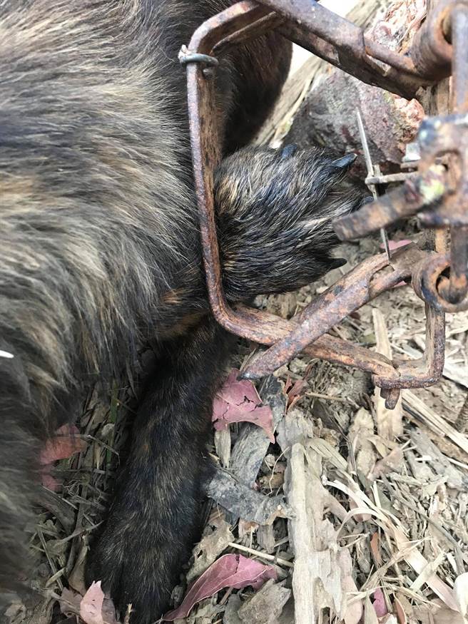 长毛虎斑的伤势。（台湾之心爱护动物协会提供）