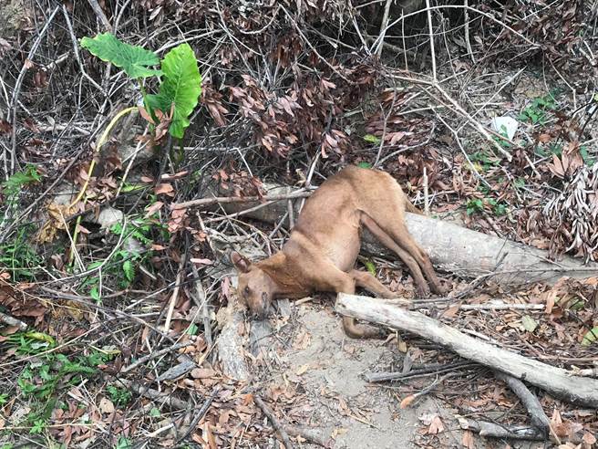 黄色浪犬已死亡。（台湾之心爱护动物协会提供）