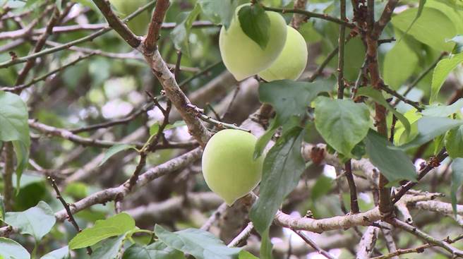 台東縣池上鄉今年初迎來數波寒流，梅子結果率雖然大增，卻因乾旱少雨、果實偏小，造成採摘成本增加，池上鄉農會與果農合作，安排採果遊程。（蔡旻妤攝）