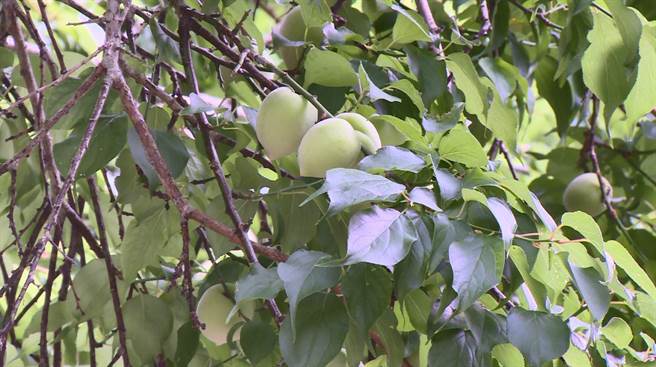 台東縣池上鄉今年初迎來數波寒流，梅子結果率雖然大增，卻因乾旱少雨、果實偏小，造成採摘成本增加，池上鄉農會與果農合作，安排採果遊程。（蔡旻妤攝）