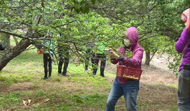 台東縣池上鄉今年初迎來數波寒流，梅子結果率雖然大增，卻因乾旱少雨、果實偏小，造成採摘成本增加，池上鄉農會與果農合作，安排採果遊程。（蔡旻妤攝）