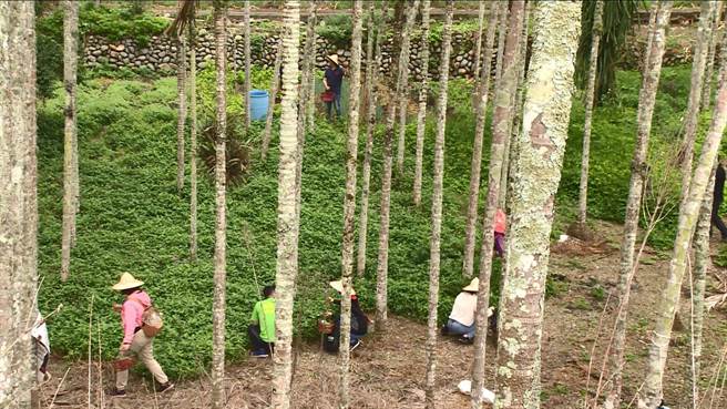 台東縣池上鄉今年初迎來數波寒流，梅子結果率雖然大增，卻因乾旱少雨、果實偏小，造成採摘成本增加，池上鄉農會與果農合作，安排採果遊程。（蔡旻妤攝）