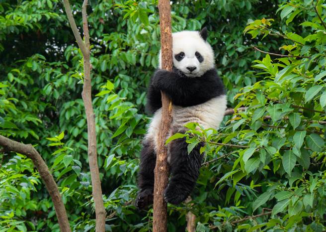 大陆四川科研人员在山林中发现2只大猫熊为了求偶而相互争斗的罕见画面。(示意图/达志影像)