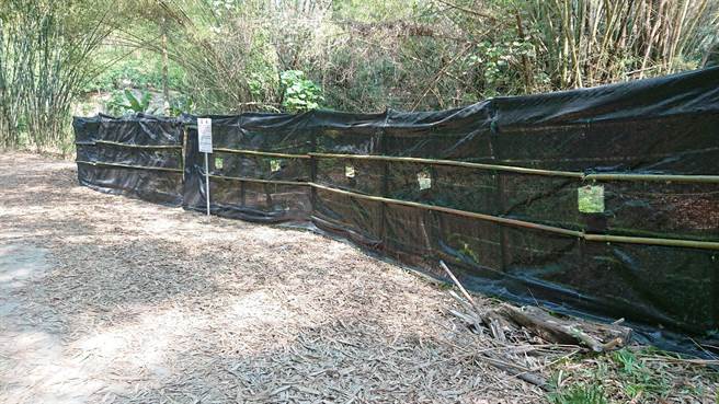 嘉义林管处架设固定式隔离网保护八色鸟筑巢及繁殖。（嘉义林管处提供／刘秀芬台南传真）