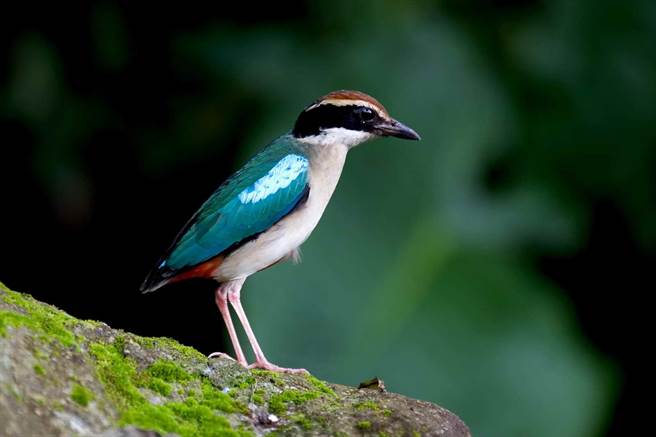 八色鸟属第二级珍贵稀有保育类野生动物，是台湾少见的夏候鸟。（曾云龙摄、嘉义林管处提供／刘秀芬台南传真）