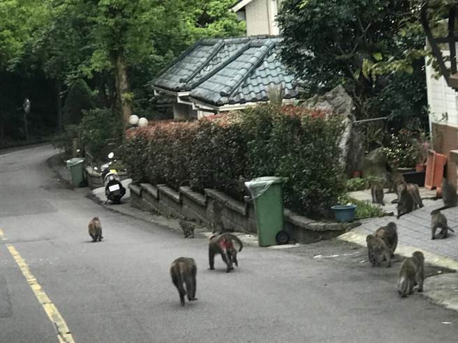 台湾弥猴出没在新店近山的社区内。（新北市动保处提供）