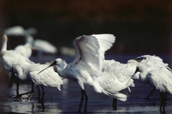根据香港鸟会调查统计，全球黑琵数量创新高。（台江管理处提供／程炳璋台南传真）