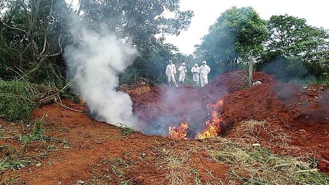 新北动保处对罹病牛只扑杀焚化掩埋处理。（新北市动保处提供／叶德正新北传真）