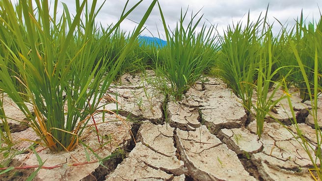 台東乾旱仍未紓解稻田龜裂  台東水稻即將進入孕穗期，需要足夠的水量，但乾旱情況未紓解，池上鄉魏家庄部分水稻田出現龜裂。（中央社）