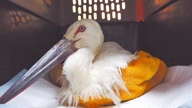 刚到动物园的东方白鹳体重只有3315公克，体态瘦弱又有脱水的情况。（北市动物园提供／游念育台北传真）