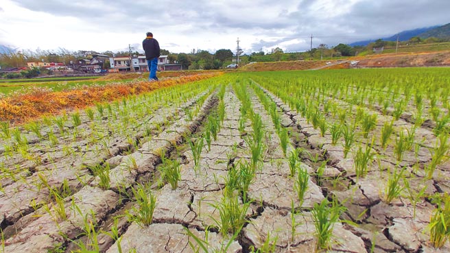 台東縣縱谷地區水情吃緊，有農民因長期缺水，乾脆棄耕，池上農田乾到龜裂。（蔡旻妤攝）