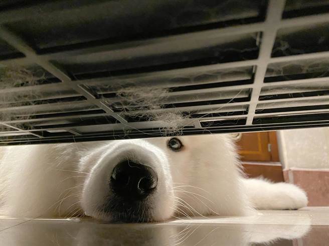 Coway AP2318P专为宠物家庭设计，以高效过滤效能，及专为宠物毛髮设计之独特下方进风设计，让家庭成员跟宠物都能无时无刻呼吸健康空气，萨摩耶Caesar也亲自体验。（Coway提供）