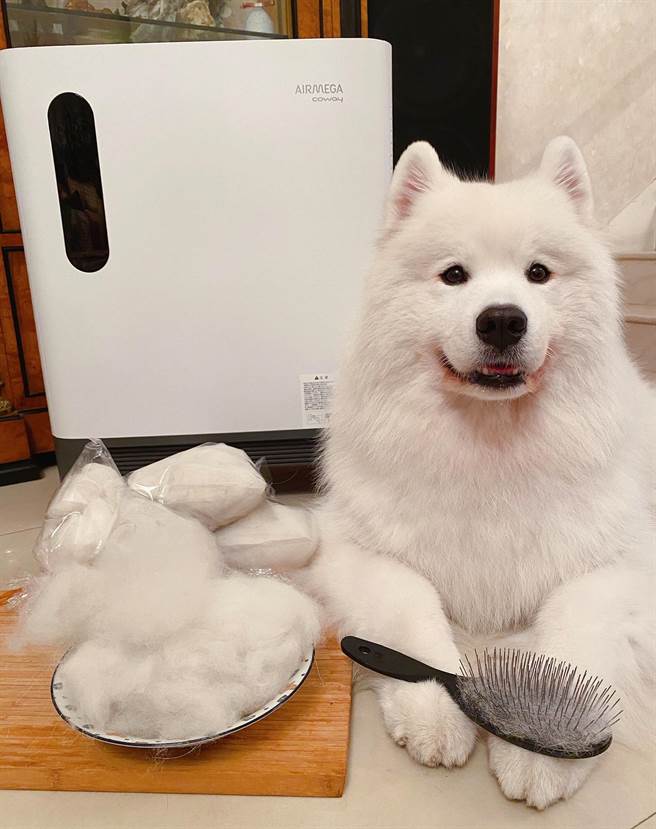 Coway AP2318P专为宠物家庭设计，以高效过滤效能，及专为宠物毛髮设计之独特下方进风设计，让家庭成员跟宠物都能无时无刻呼吸健康空气，萨摩耶Caesar也亲自体验。（Coway提供）
