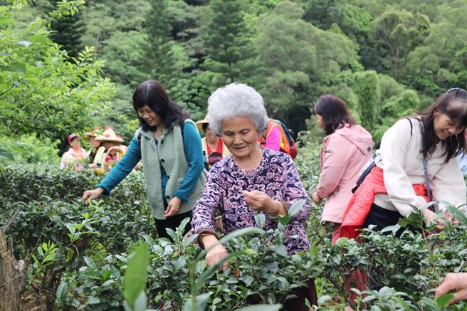 滿頭白髮的蔡嬤嬤教導志工要以拇指和食指輕輕摘取一心兩葉。（葉書宏攝）