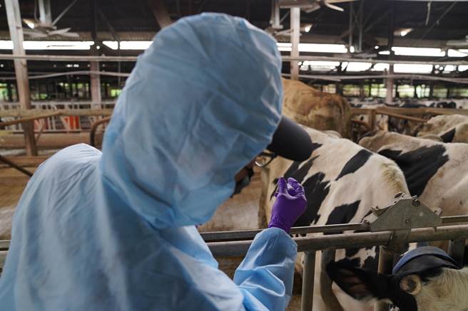 新竹市政府16日上午针对全市4家牛场共496只牛注射疫苗，预计今晚可完成所有牛只的疫苗施打。（陈育贤摄）