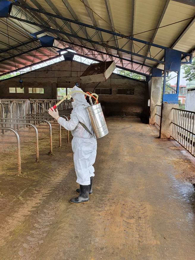 金門養牛場定期消毒和訪視，目前整體防疫良好。（金門縣防疫所提供）