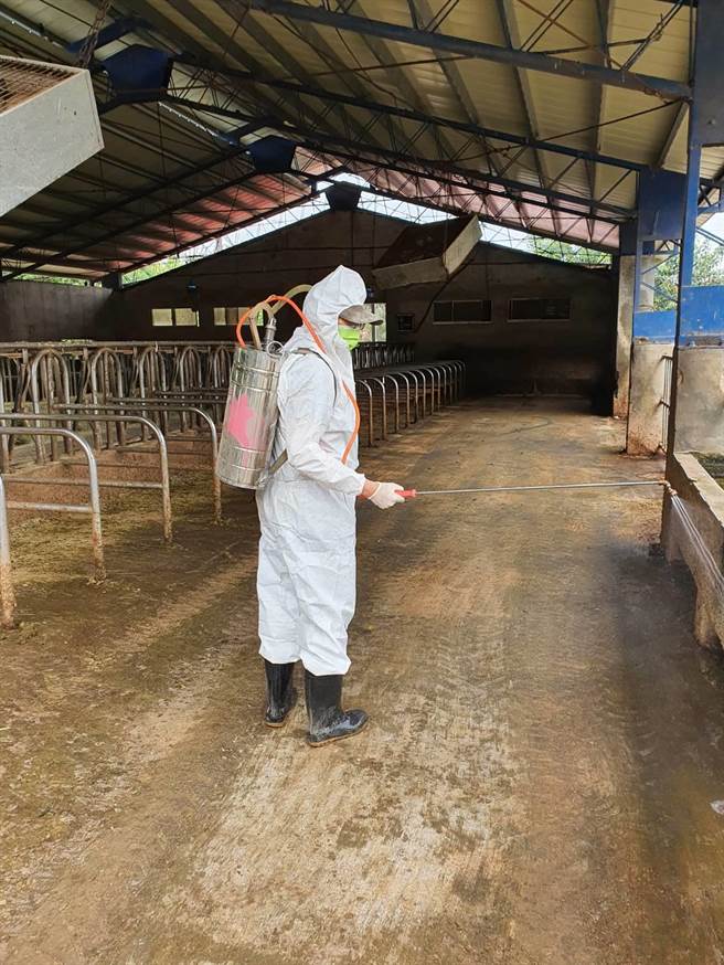 金門養牛場定期消毒和訪視，目前整體防疫良好。（金門縣防疫所提供）