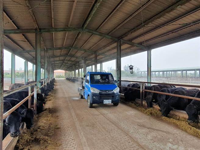 目前金門縣牛結節疹疫苗已進入第2次全面免疫進程，牛隻免疫力良好。（金門縣防疫所提供）