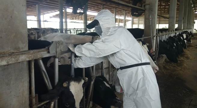 桃園市動保處30名人員協助全市5800頭牛隻施打疫苗。（桃園市動保處提供／姜霏桃園傳真）