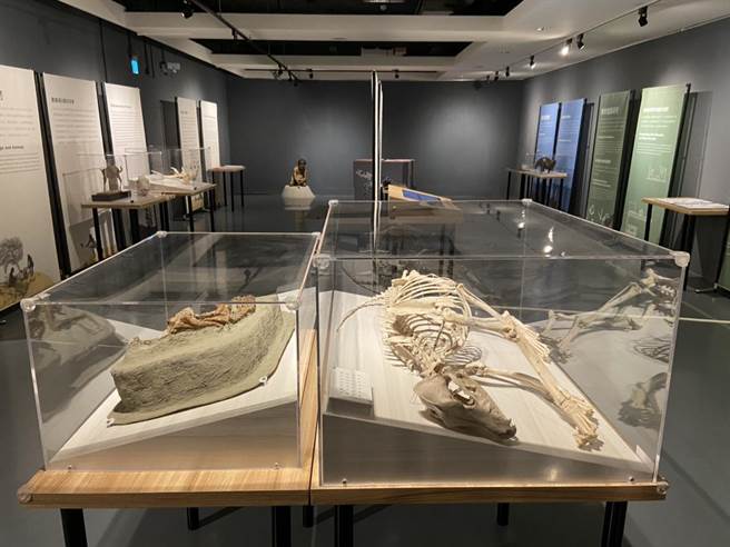 新营文化中心「史前动物出游趣」特展即日起至5月2日免费参观。(台南市文化局提供／刘秀芬台南传真)
