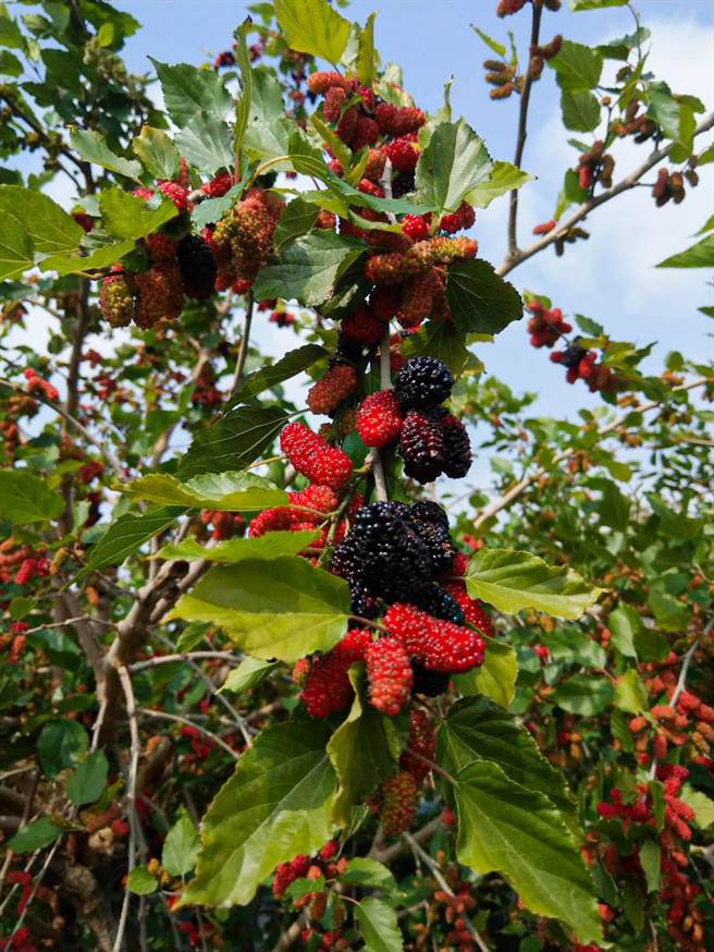 义竹果树产销班第一班班长柯宗志说，今年的桑椹品质一级棒，果实又红又饱满，数量及价格也稳定。（桑椹银行提供／张亦惠嘉县传真）