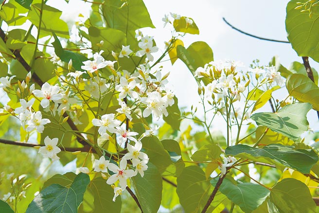 八卦山桐花开了，彰化县文化局串连8大赏桐景点，将驶出接驳公车、启动邮轮式小旅行，并规画70场艺文活动。（吴敏菁摄）
