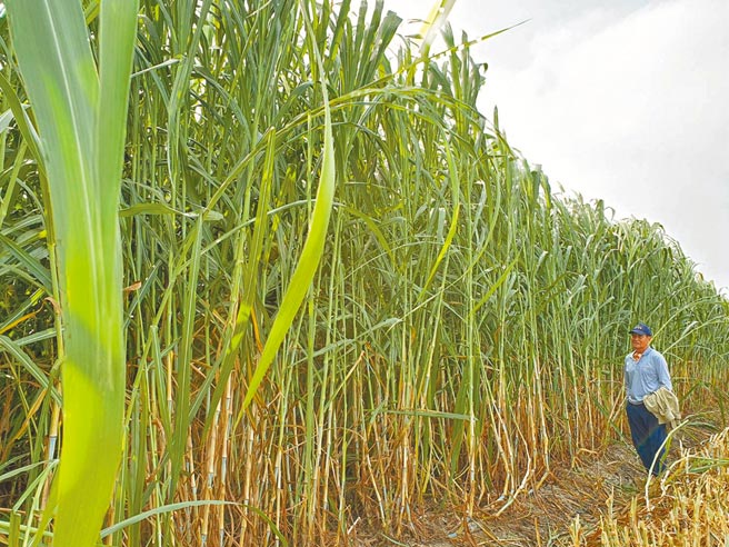 台南市新星畜牧場將畜牧廢水變肥水澆灌，牧草能長到2倍高。（郭玉鳳提供／張毓翎台南傳真）