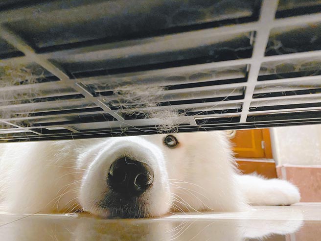 空气清净机Coway AP2318P专为宠物家庭设计，以高效过滤效能，及专为宠物毛髮设计之独特下方进风设计，让家庭成员跟宠物都能无时无刻呼吸健康空气，萨摩耶Caesar也亲自体验。（Coway提供）