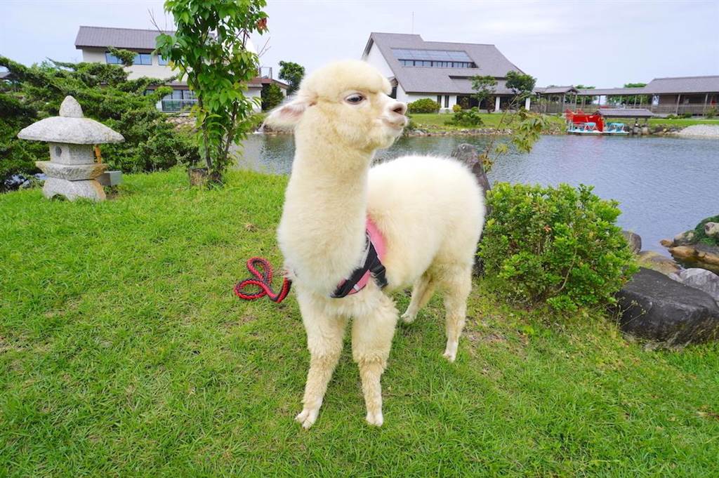 萌系動物是旅伴全台最大日式庭園生態度假飯店添亮點 生活 中時