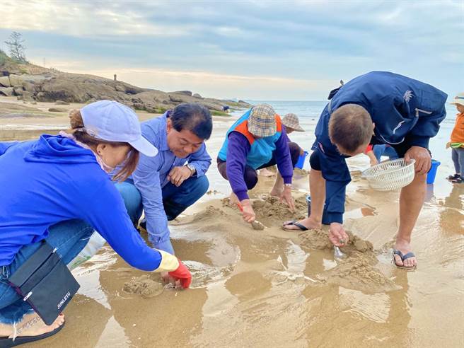 金湖镇长陈文顾今天一早带领40余位乐龄学习中心的阿公、阿嬷走入成功海滩。（金湖镇公所提供）