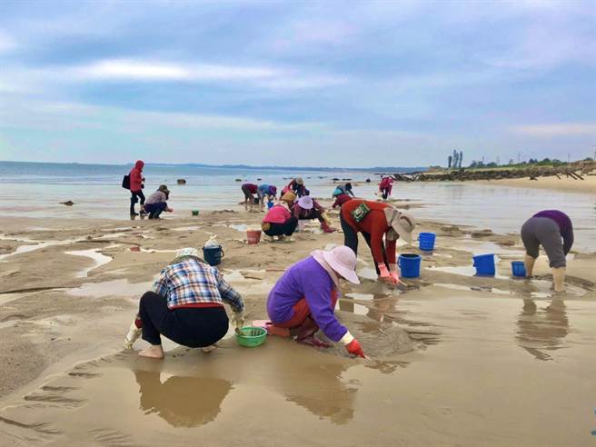 金门成功海滩是花蛤的主要产地，金湖镇公所今天一早安排乐龄学习中心的阿公、阿嬷下海探索生态。（金湖镇公所提供）