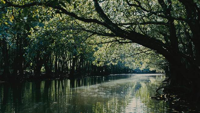 《绿色牢笼》带领观眾回顾战前冲绳西表矿坑被遗忘的歷史。(希望行销提供)