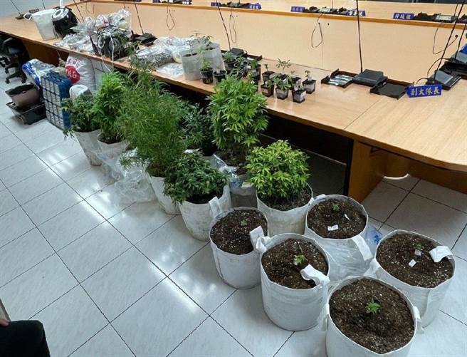 楠梓警方15日在新北市林口區破獲大麻案，圖為起出的證物包含大麻樹與栽種器具等。（警方提供／林瑞益高雄傳真）
