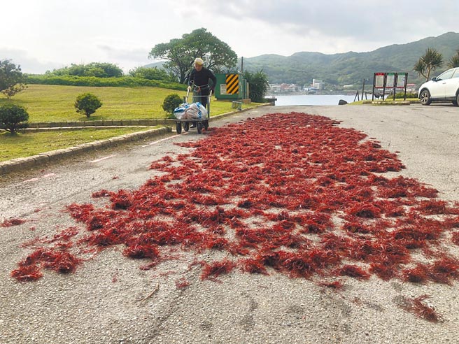 採收的石花菜需經過7曝7曬，轉為米黃色才可裝袋保存。（新北市漁業處提供／王揚傑新北傳真）