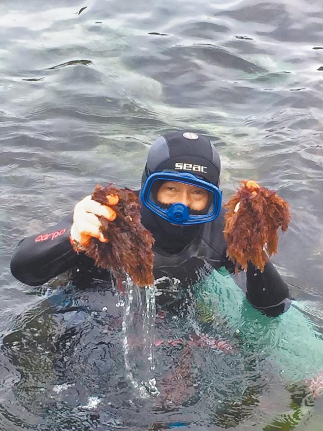 4月到7月是石花菜開始大量生長的季節，海女和海男會在退潮時，穿著防寒衣在海中浮潛，摘採潮下帶的石花菜。（新北市漁業處提供）